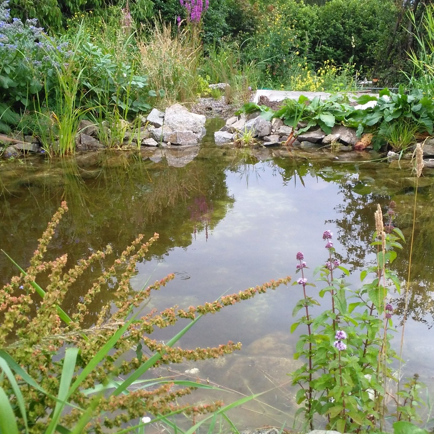 onderhoud amfibieënpoel Ierland