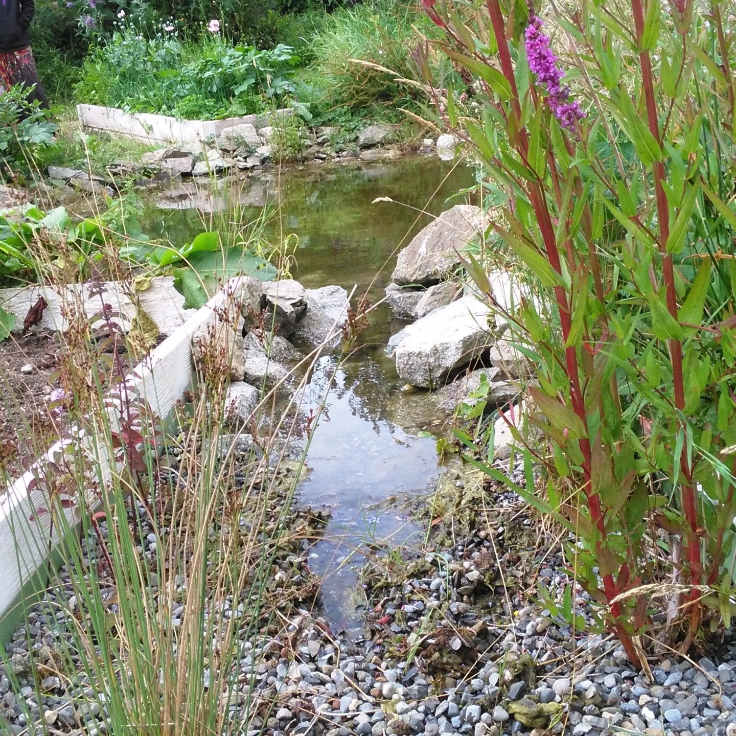 onderhoud amfibieënpoel Ierland